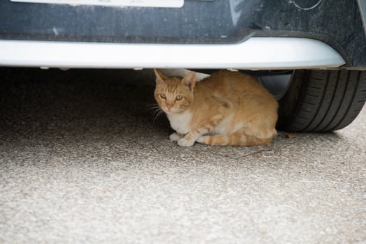 Cute orange european cat under a car photo