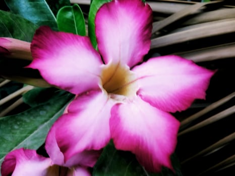 Red Cambodian flower with close-up horizontal view photo