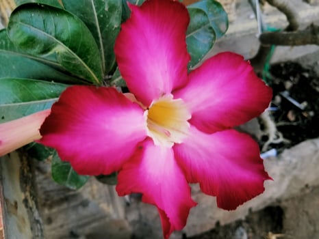 Red Cambodian flower with close-up horizontal view photo