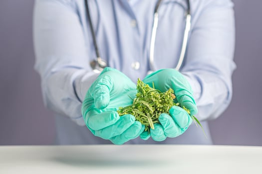 Close-up of cannabis leaves and buds flower on the palm doctor or scientist for research in the laboratory. Marijuana for medical and business concept photo