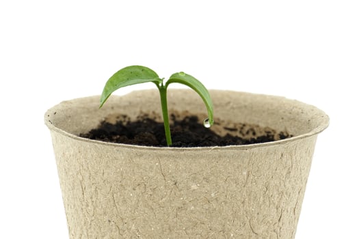 Green seedling sprouting from pot placed on white photo