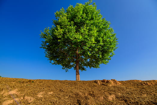 Tree a lone stands in the middle of an open field. photo