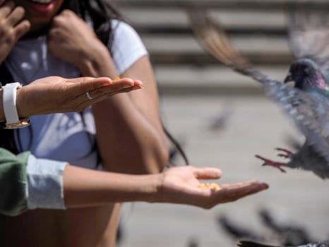detail of hands feeding pigeons in bogota plaza de bolivar, Colombia photo