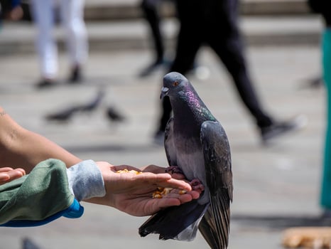 detail of hands feeding pigeons in bogota plaza de bolivar, Colombia photo