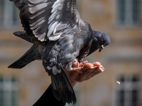 detail of hands feeding pigeons in bogota plaza de bolivar, Colombia photo