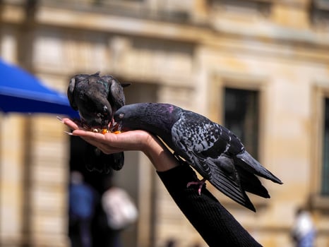 detail of hands feeding pigeons in bogota plaza de bolivar, Colombia photo