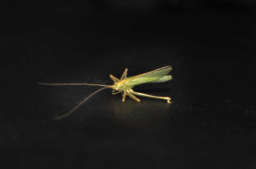 Grasshopper or cricket dying on black background photo
