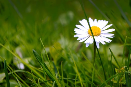 Chamomile flower among green grass and leaves photo