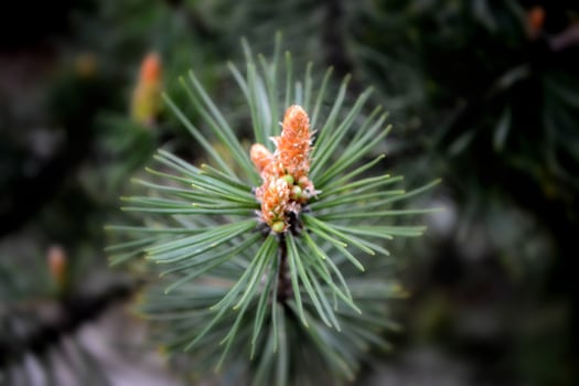 A twig of pine and a young pine cone. photo