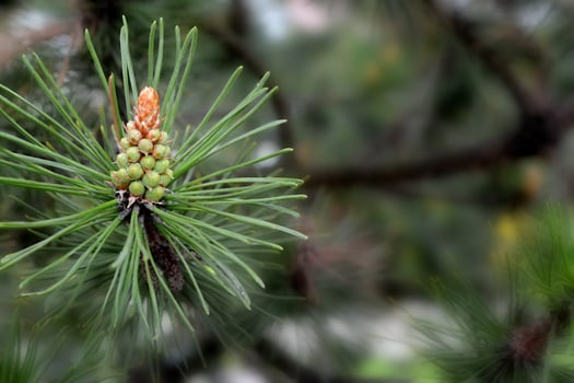 A twig of pine and a young pine cone. photo