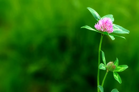 Bumblebee sitting on dutch white clover photo