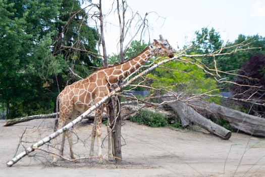 A giraffe is standing in a field with trees and a tree that has fallen on it. photo
