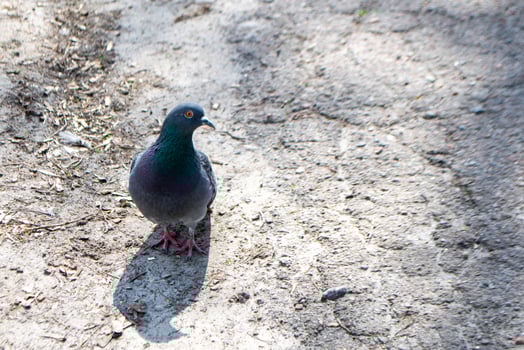 Feral pigeon with open beak on the street. photo