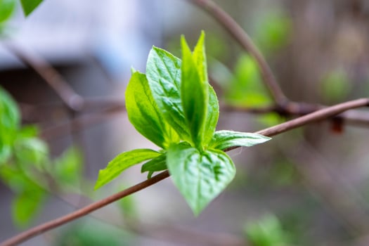 A tree branch with green leaves and the word maple on it photo