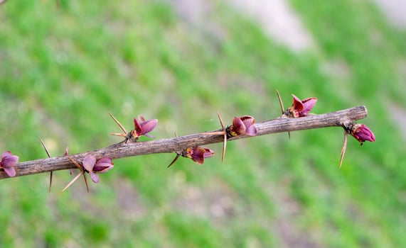 A tree branch with green leaves and the word maple on it photo