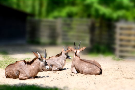 Antelope impala costs having turned head against photo