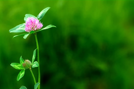 Bumblebee sitting on dutch white clover photo