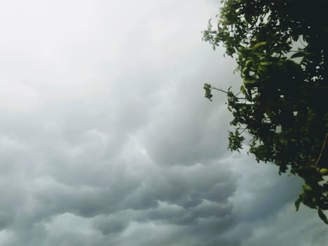 A tree is silhouetted against a cloudy sky filled with cumulus clouds photo