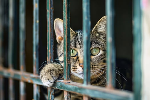 A cute cat behind bars in an animal shelter. AI generate photo