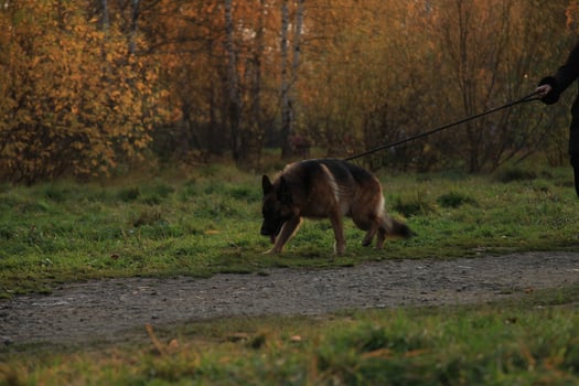German Shepherd dog walk at sunset in a nature park.On a yellow-green autumn background of trees. The concept of walking with pets photo