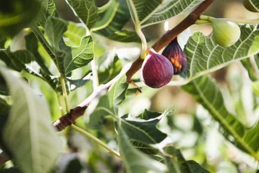 Ripe figs on a tree photo