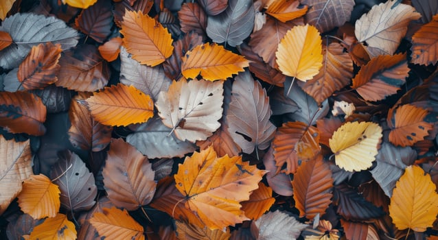 Autumn Leaves on the Forest Floor photo
