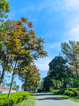 The quiet atmosphere of the paved road to the tea plantation is decorated with beautiful trees on the edge photo