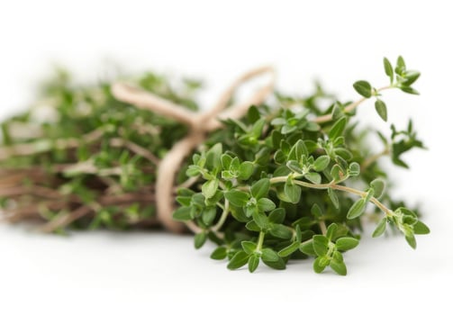 Fresh Thyme Sprigs on White Background photo