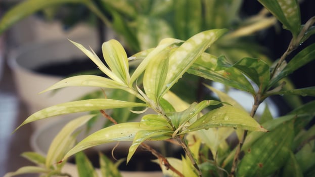 Japanese bamboo, also known as Dracaena Surculosa, is an ornamental plant that belongs to the Asparagaceae family. photo