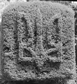 Ukrainian emblem in a bush. Black and white monochrome photo