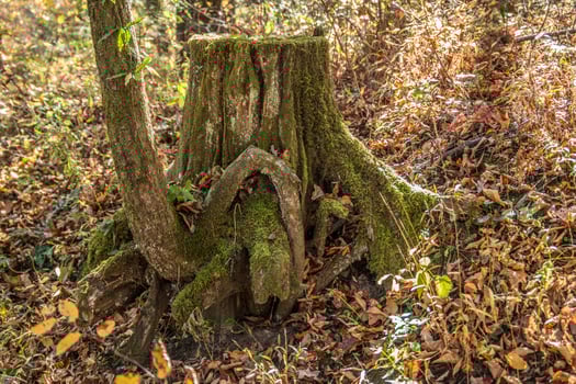 Tree growing out of a stump photo