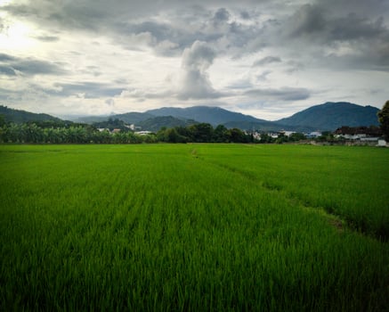 Landscape view of fresh green rice field with cloudy mountain in background photo
