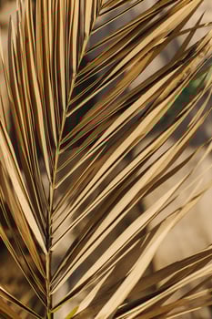 Beautiful palm leaf in a sunlight. Summer background. photo