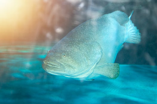 The sea cichlid fish or dragon grouper has a scientific name Epinephelus lanceolatus. photo