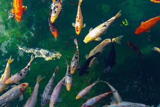 colorful koi fish gracefully swimming in a tranquil pond, creating a peaceful and serene atmosphere photo