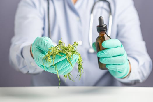 Close-up of cannabis leaves and buds flower on the palm doctor or scientist for research in the laboratory. Marijuana for medical and business concept. Cannabis extraction oil bottle photo