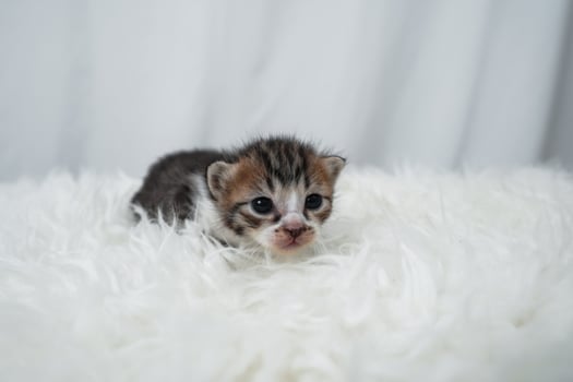 Cute kitten sleeping, yawning and lazing on a white rasfur carpet. International cat day concept. photo