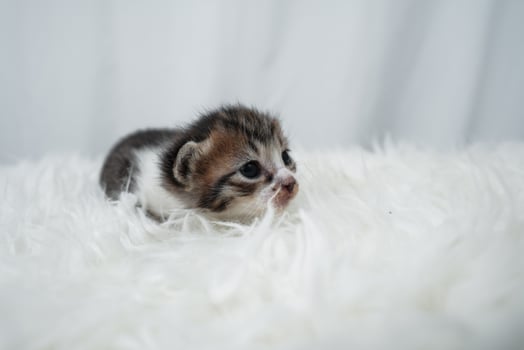Cute kitten sleeping, yawning and lazing on a white rasfur carpet. International cat day concept. photo