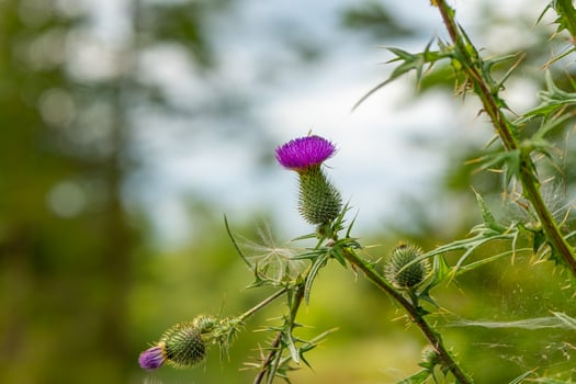 a thistle plant in nature photo