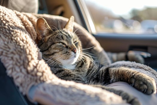 A cat lounging in a cozy car seat on a road trip photo