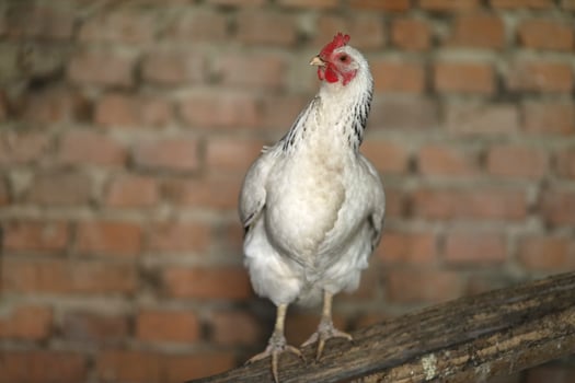 White chicken in a chicken coop photo