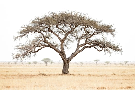 Single Tree in a Savannah Landscape photo