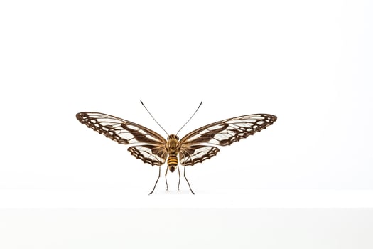 Butterfly with white background photo