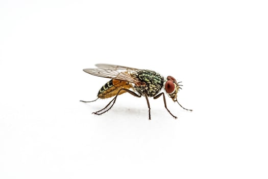 Close-up of a fly with big red eyes on a white background photo