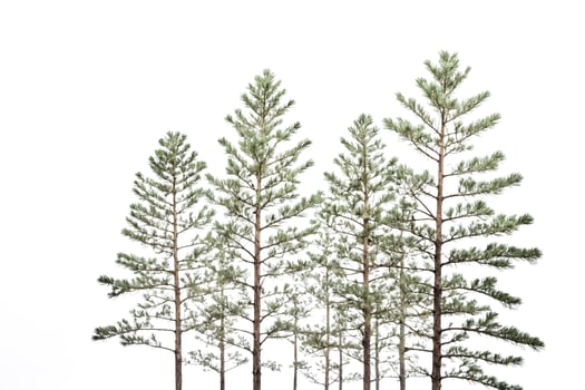 Pine Trees Isolated on White Background photo