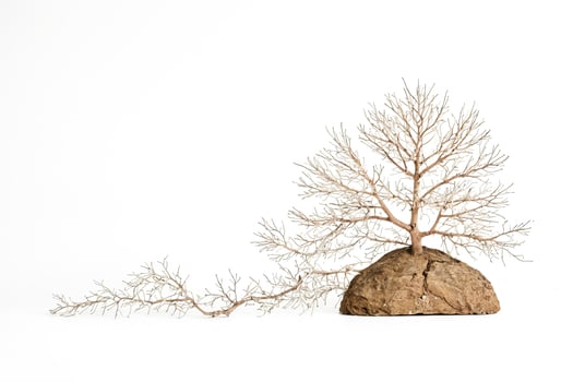 Dried Branch Tree and Rock Isolated on White Background photo