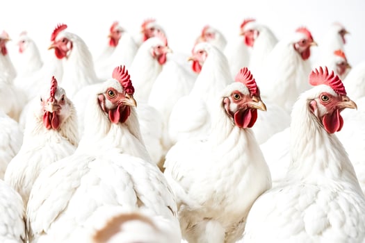 White chickens close-up photo
