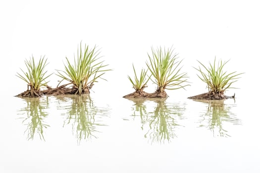 Grass Tufts Reflecting in Still Water photo
