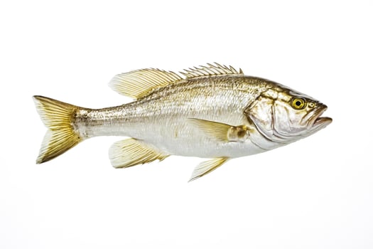 Closeup of a Single White Perch Fish Isolated on a White Background photo