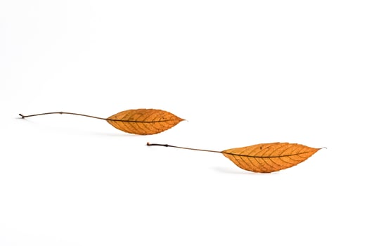 Two Fallen Leaves on White Background photo
